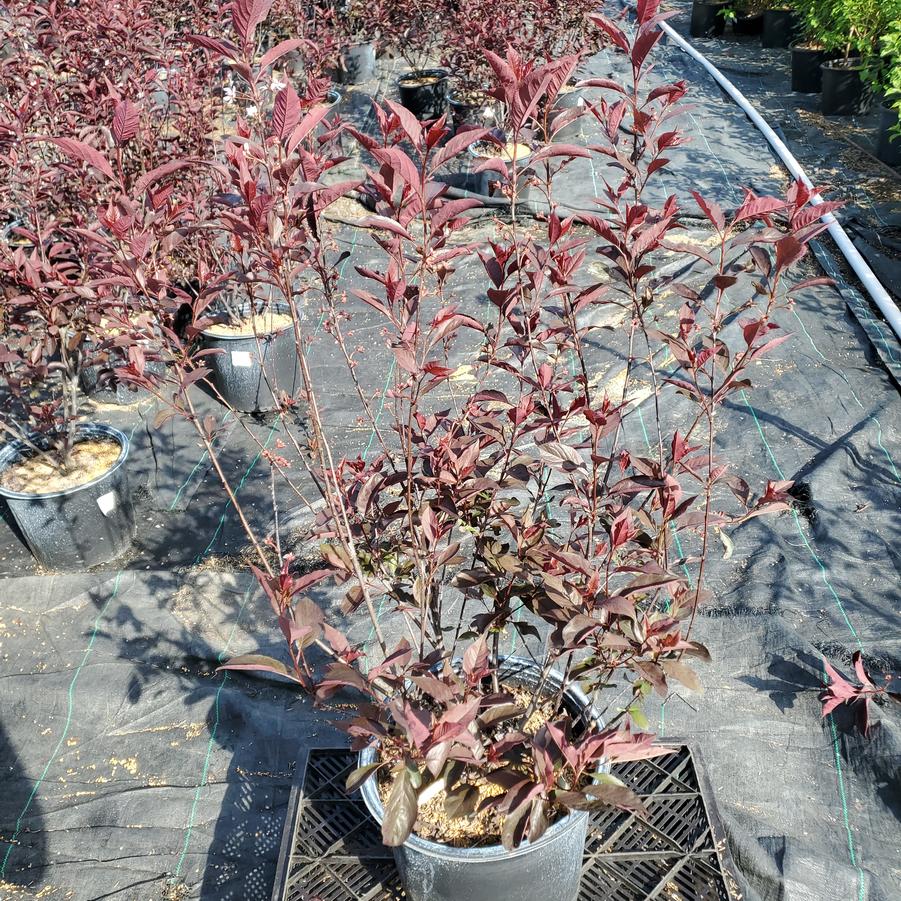 Prunus x cistena 