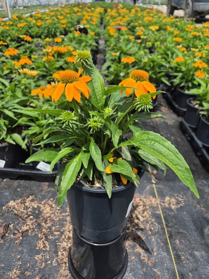 Echinacea Guatemala™ 'Gold'