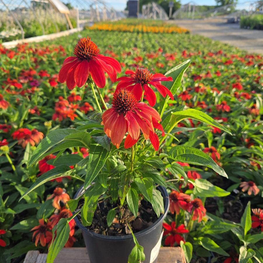 Echinacea Guatemala™ 'Papaya'