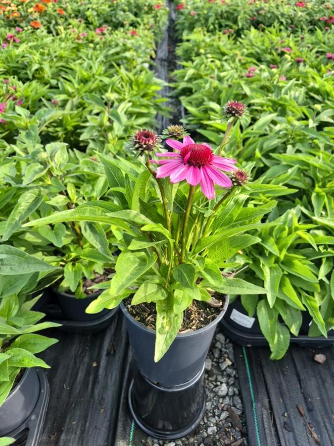 Echinacea x Sunmagic Vintage Hot Pink