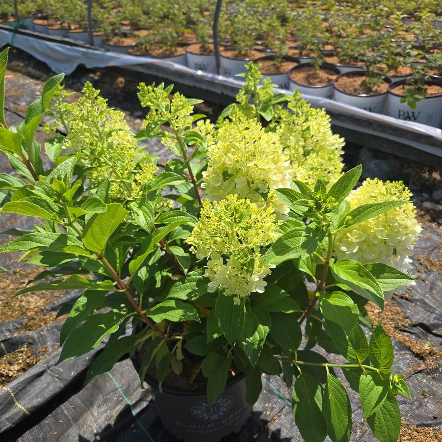 Hydrangea paniculata Sweet Starlight®