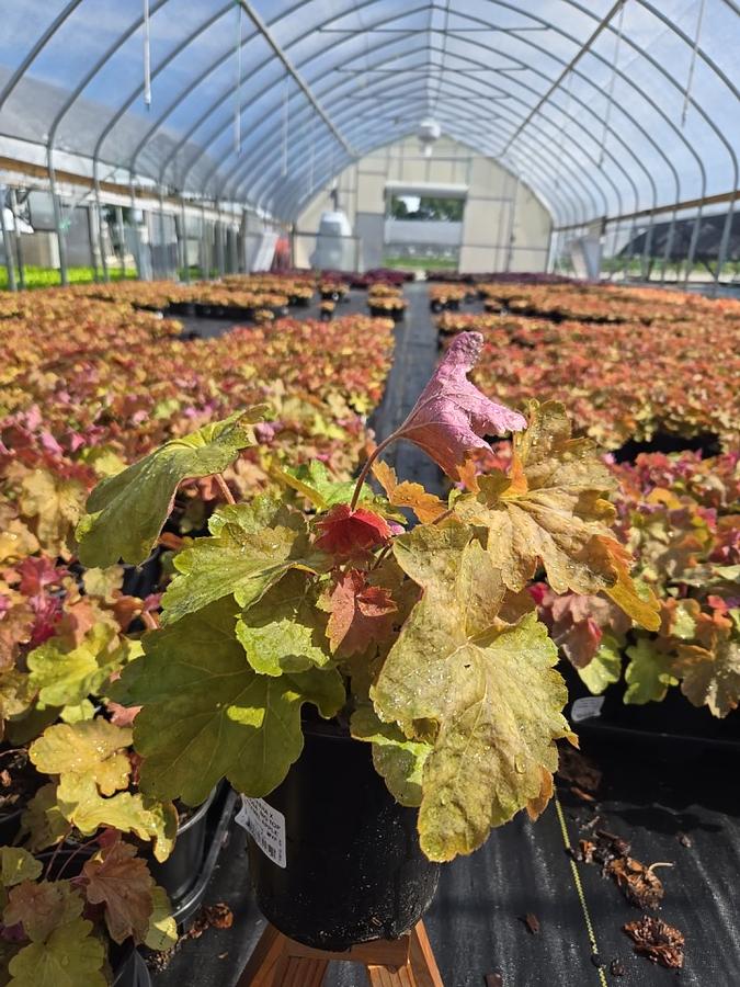 Heuchera x villosa 'Big Top Caramel Apple'