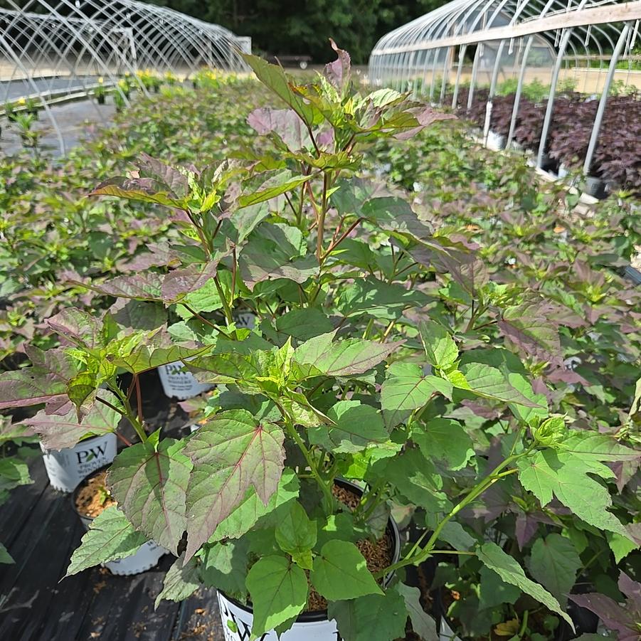 Hibiscus Summerific® 'Coconut Cream'