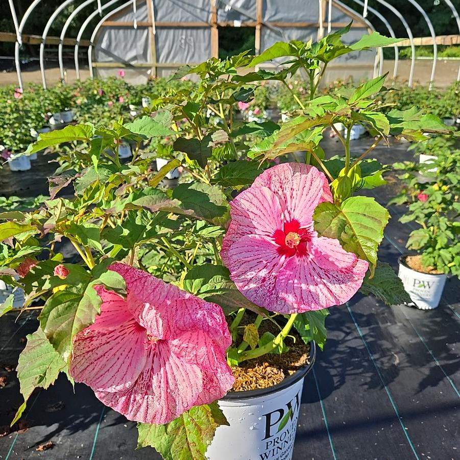 Hibiscus hybrid Summerific® 'Glitter Bomb'