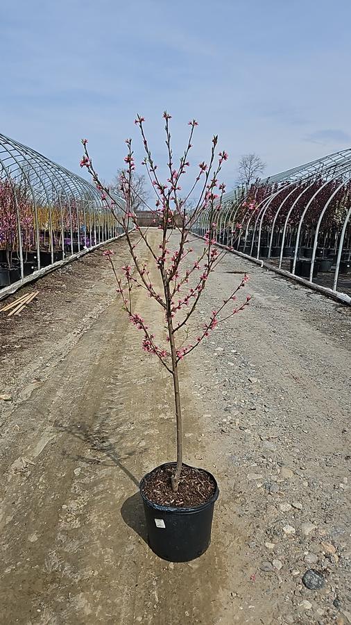 Prunus persica Madison