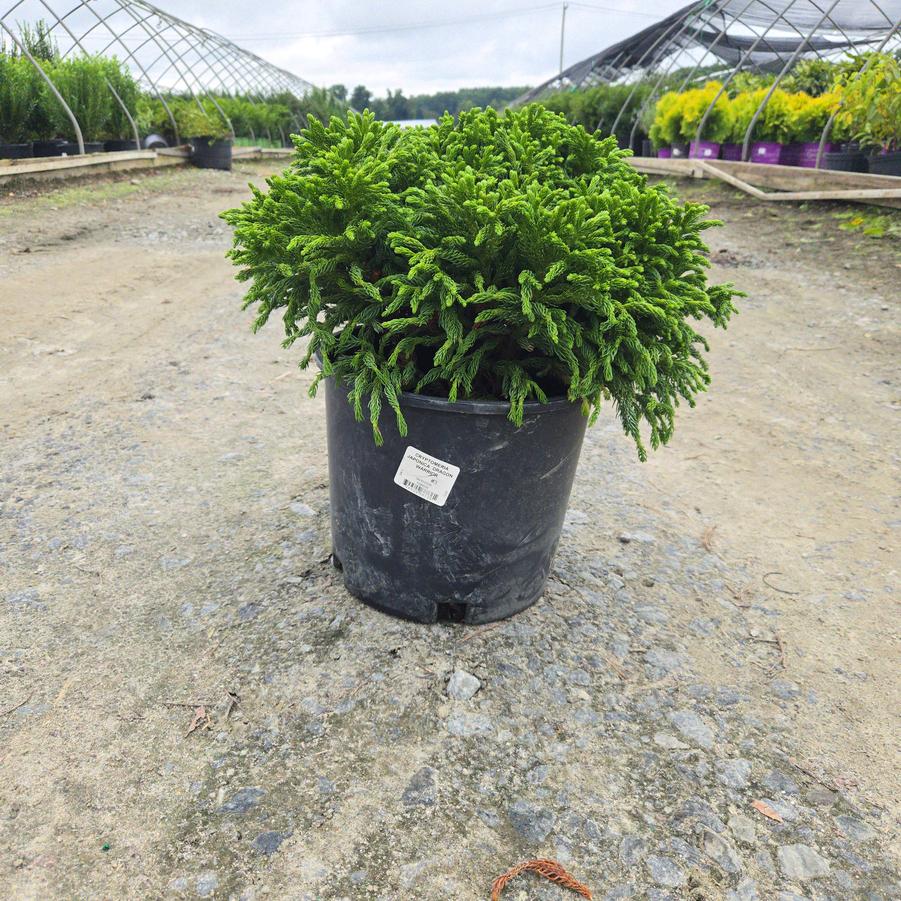 Cryptomeria japonica Dragon Warrior™