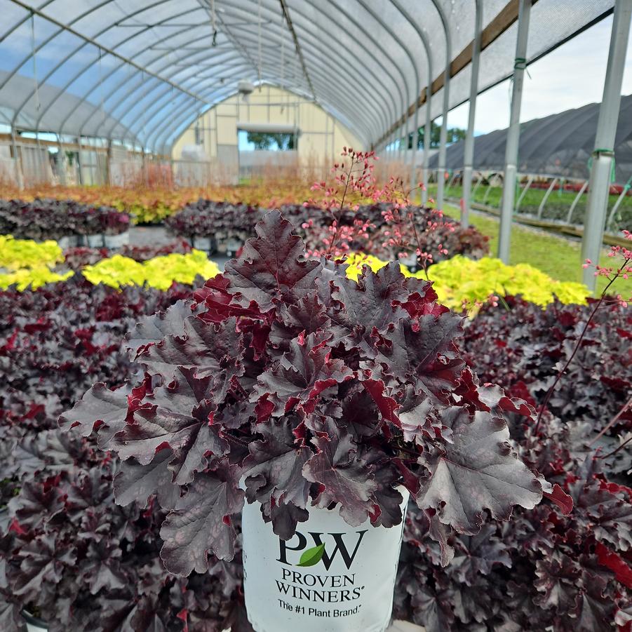 Heuchera hybrid Dolce® 'Sultry Night'