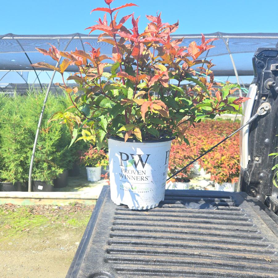 Diervilla × splendens Kodiak®