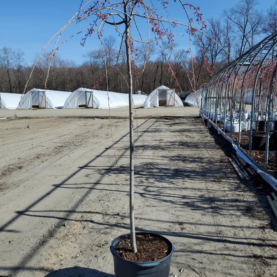 Prunus subhirtella Pendula