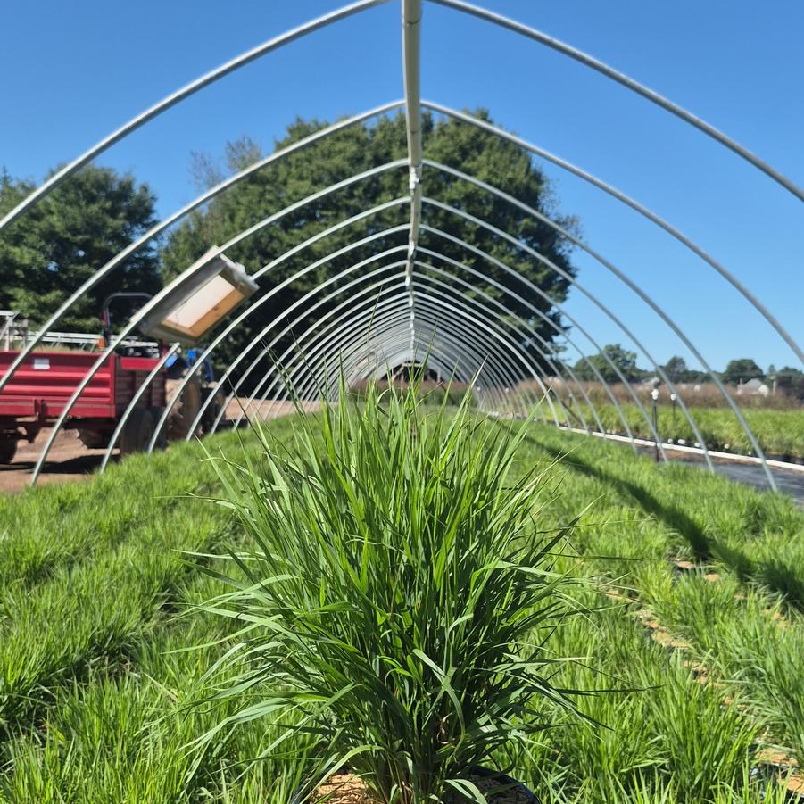 Panicum virgatum Dream Catcher® Cherry Bomb™