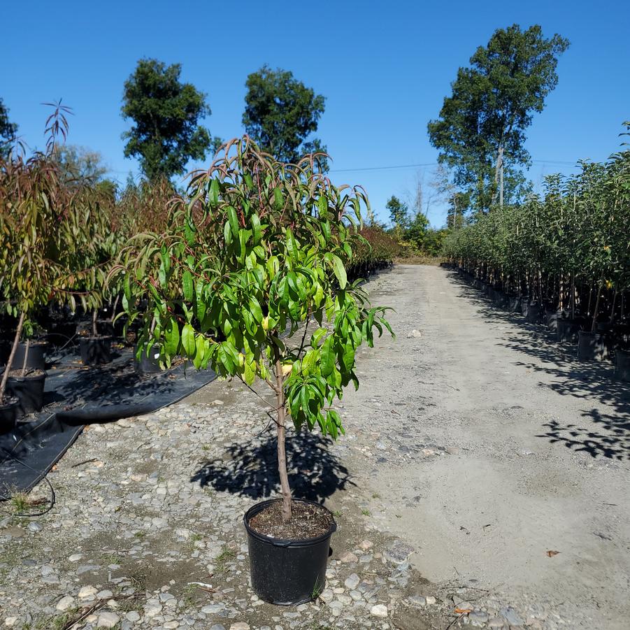 Prunus Arctic Glo