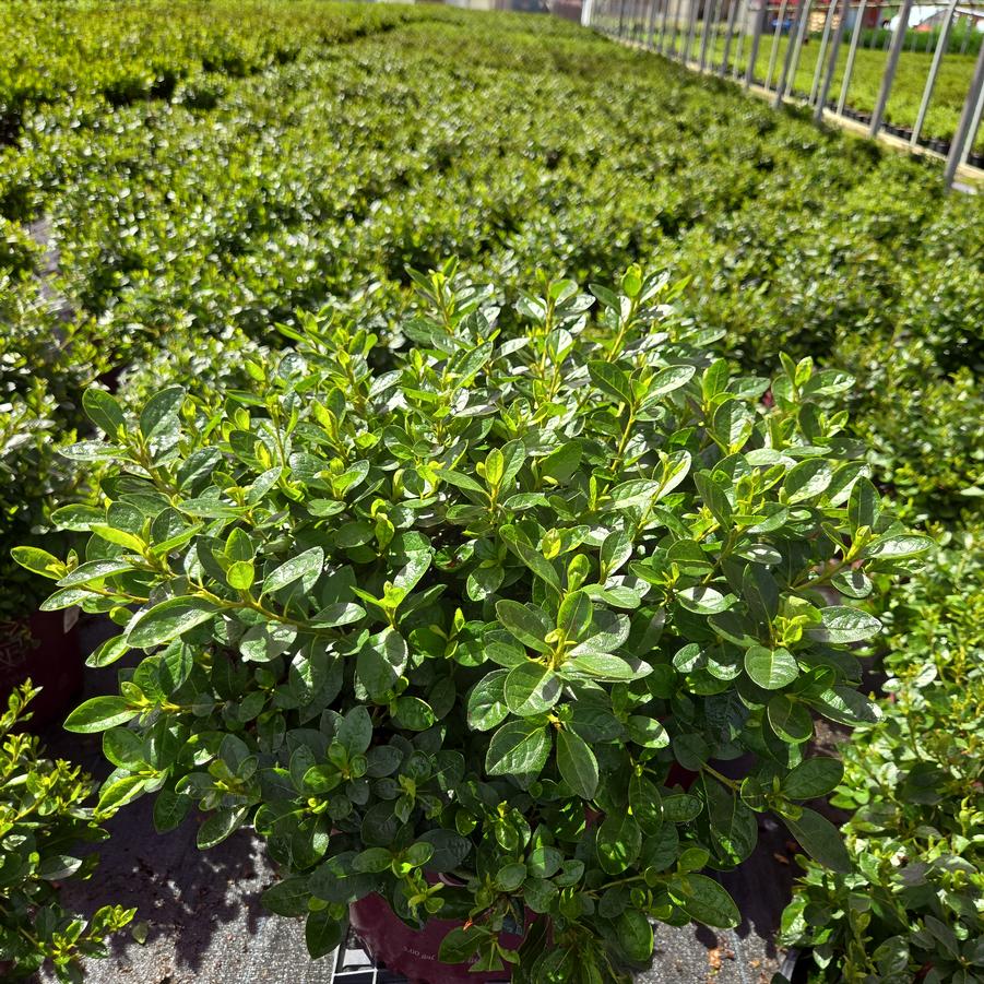 Azalea x Encore® Autumn Kiss®