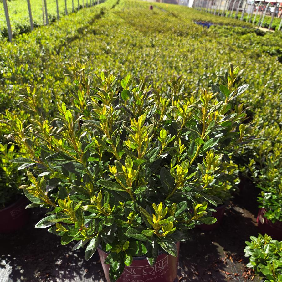 Azalea x Encore® Autumn Velvet®