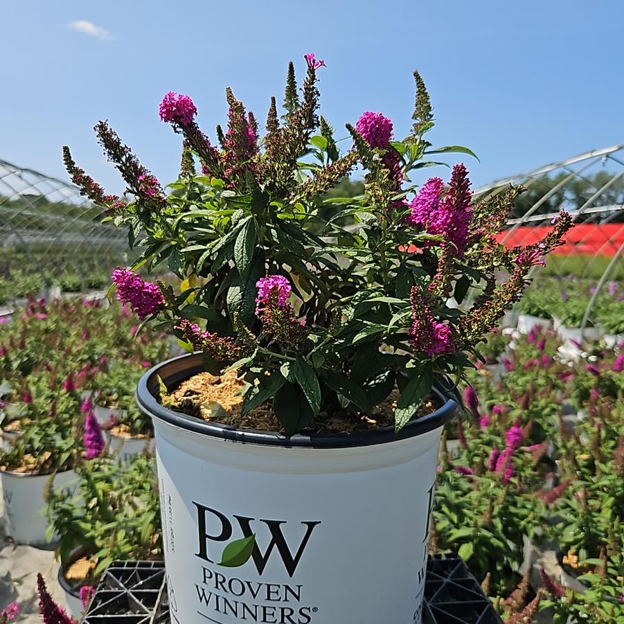 Buddleia x Pugster Pico Punch™
