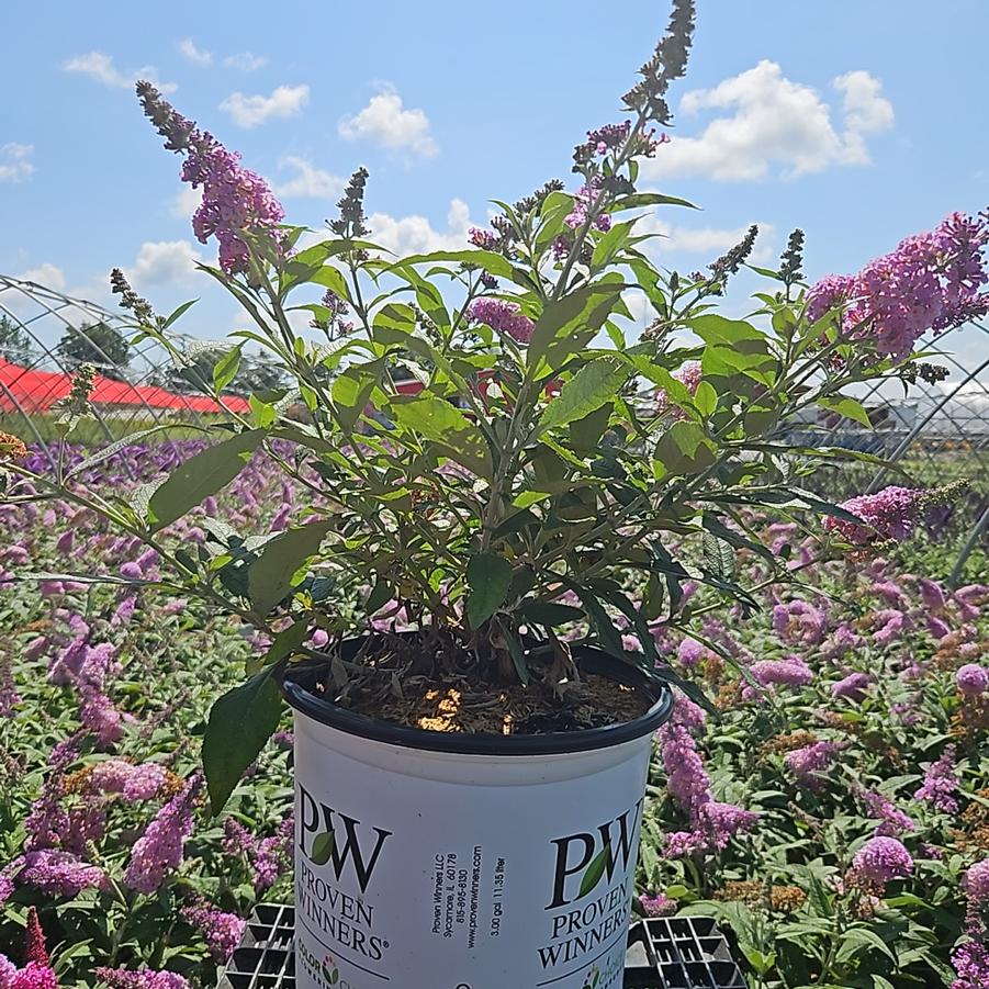 Buddleia x Pugster Sorbet™