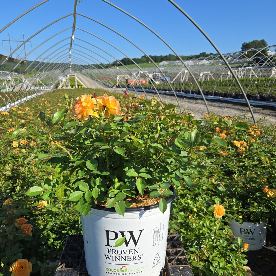 Rosa x Reminiscent® Ginger