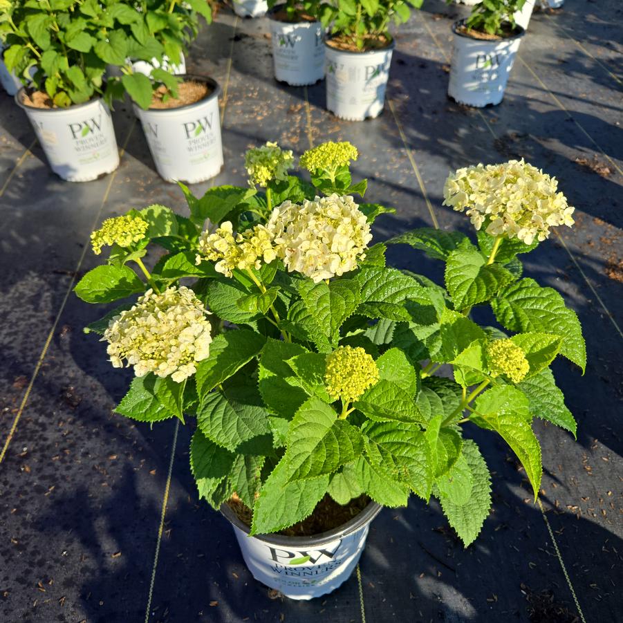 Hydrangea arborescens Invincibelle Wee White® 2.0