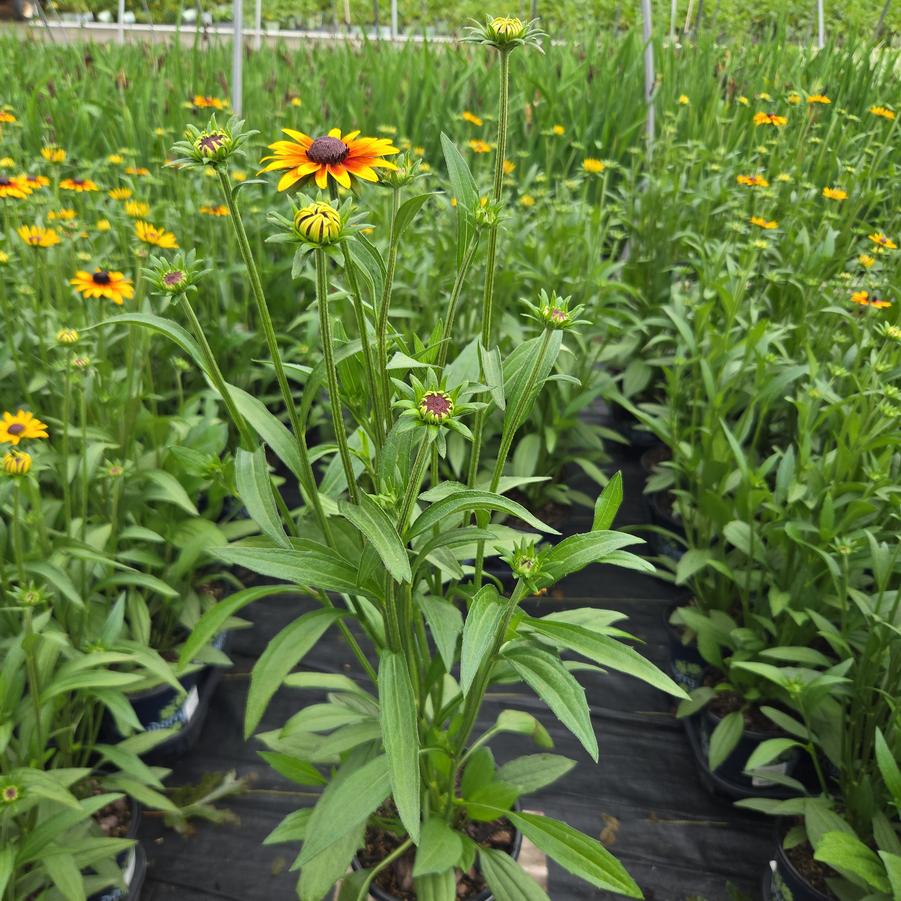 Rudbeckia x 'Suntacular'
