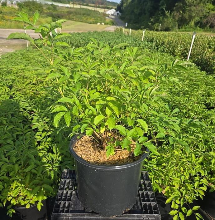 Sambucus canadensis 'Bob Gordon'
