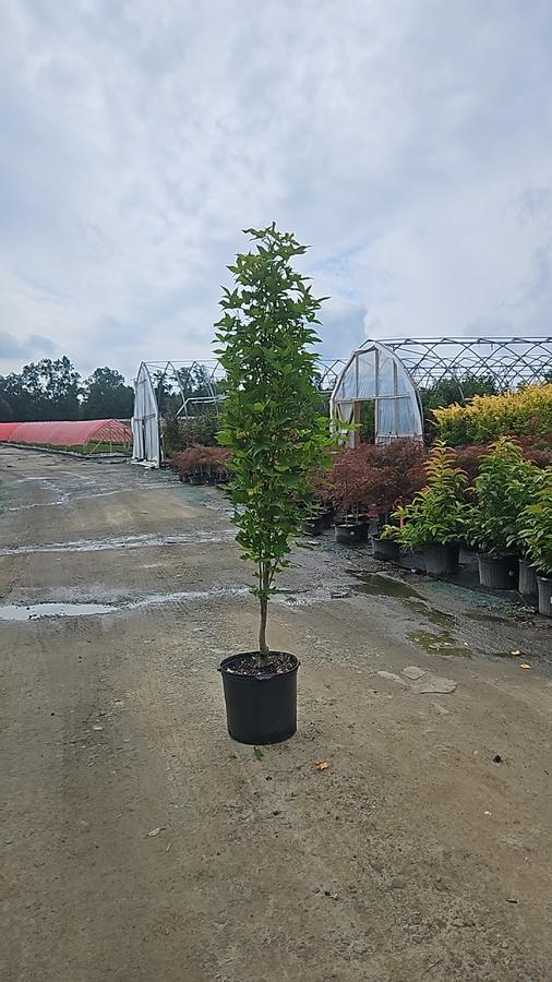 Liquidambar styraciflua StraightUp!™