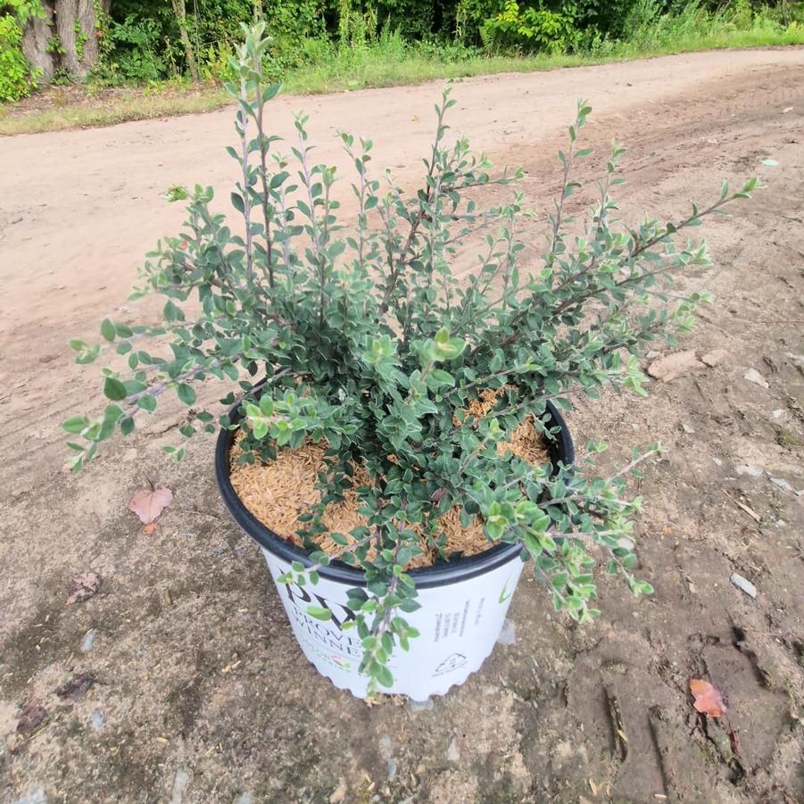 Cotoneaster buxifolia Silverstone™