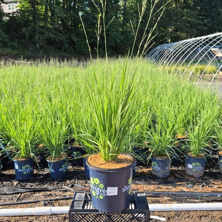 Molinia Mist in Motion
