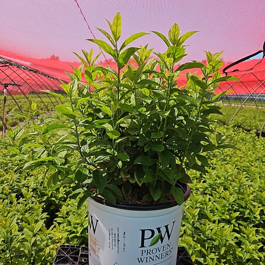 Cephalanthus occidentalis Sugar Shack® 2.0
