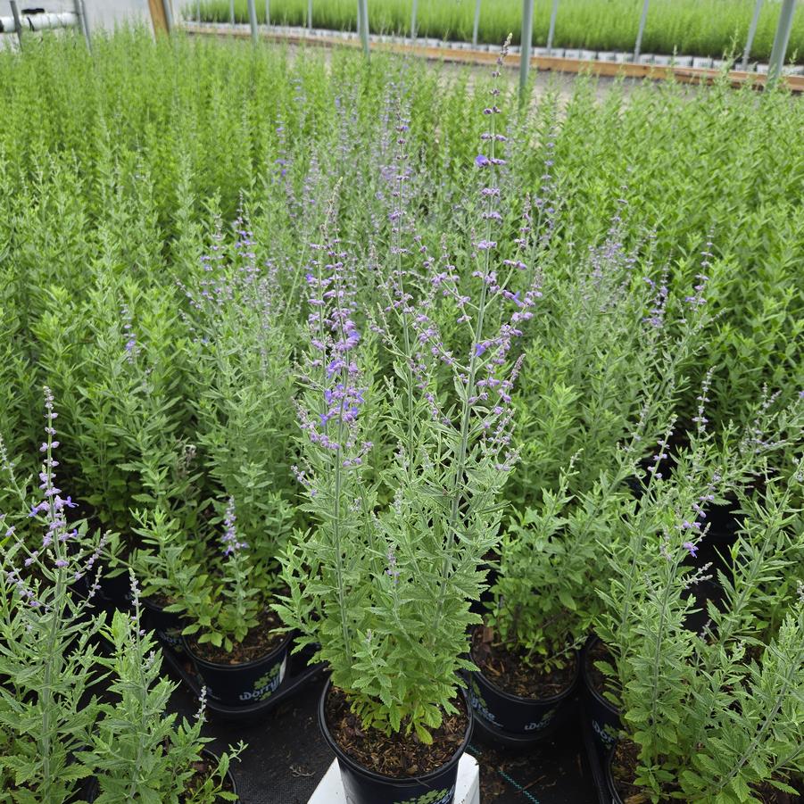 Perovskia atriplicifolia 'Prime Time'