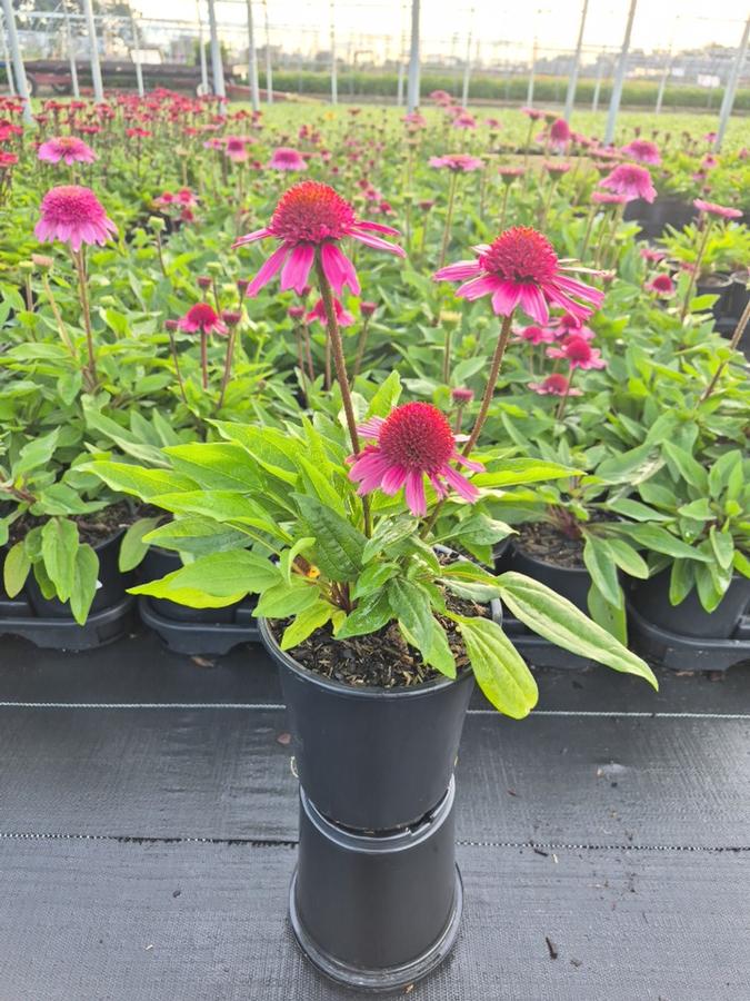 Echinacea x SunMagic® 'Double Hot Pink'
