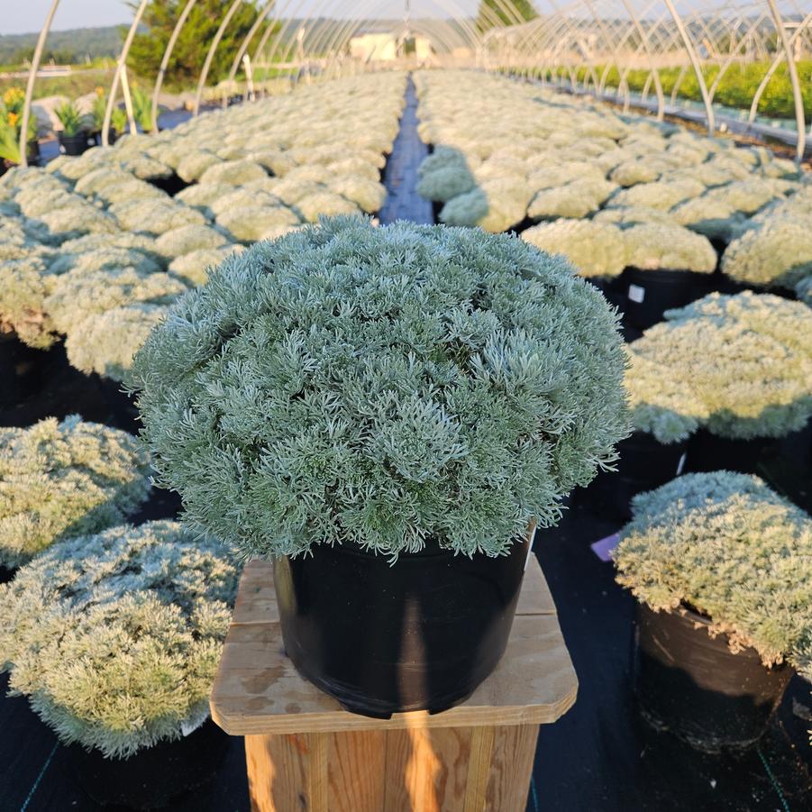 Artemisia schmidtiana Silvermound