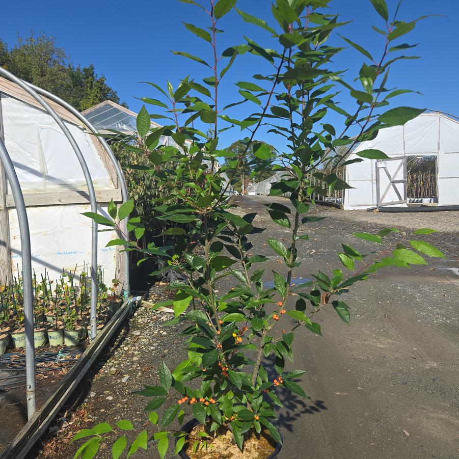 Ilex verticillata 'Winter Gold'