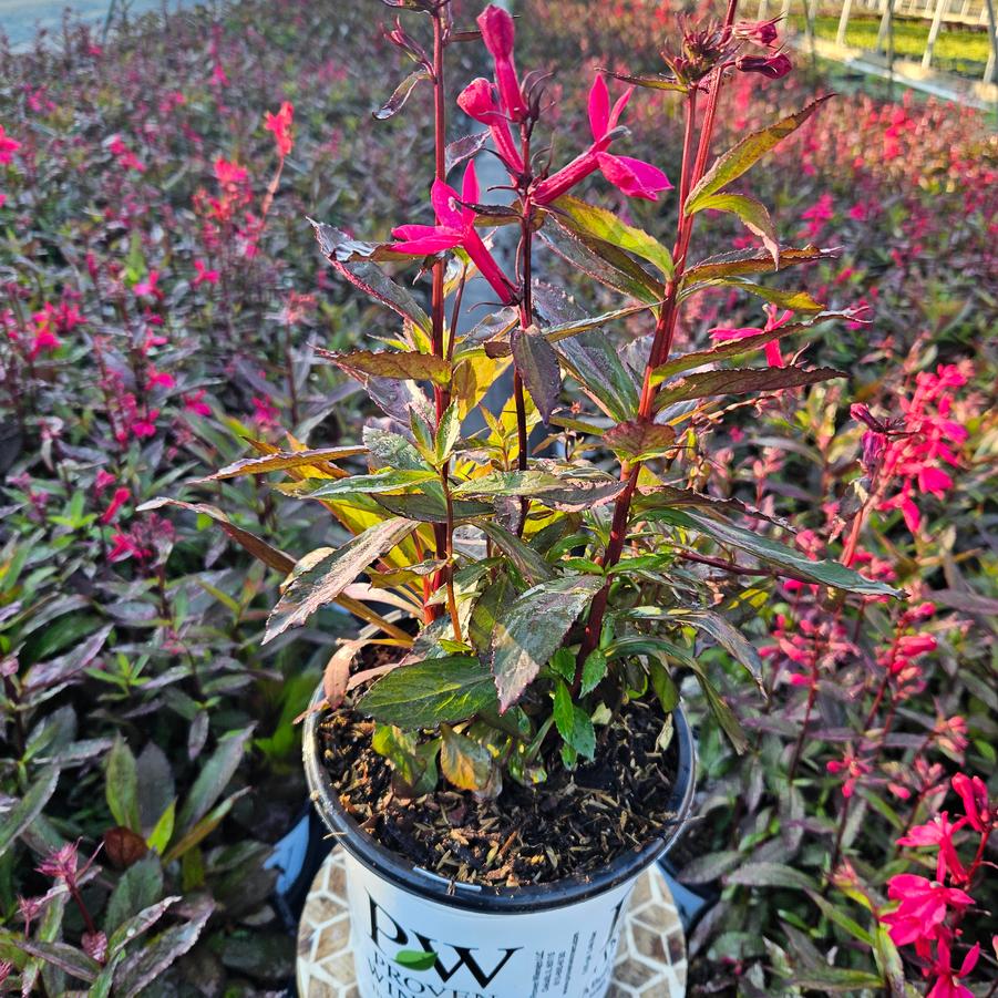 Lobelia Flutterjoy&trade; 'Neon Nights'