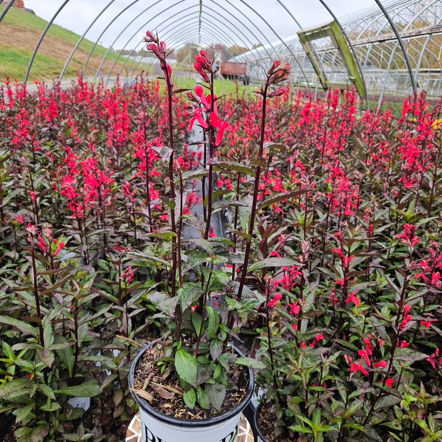 Lobelia speciosa Flutterjoy&trade; 'Neon Flame'