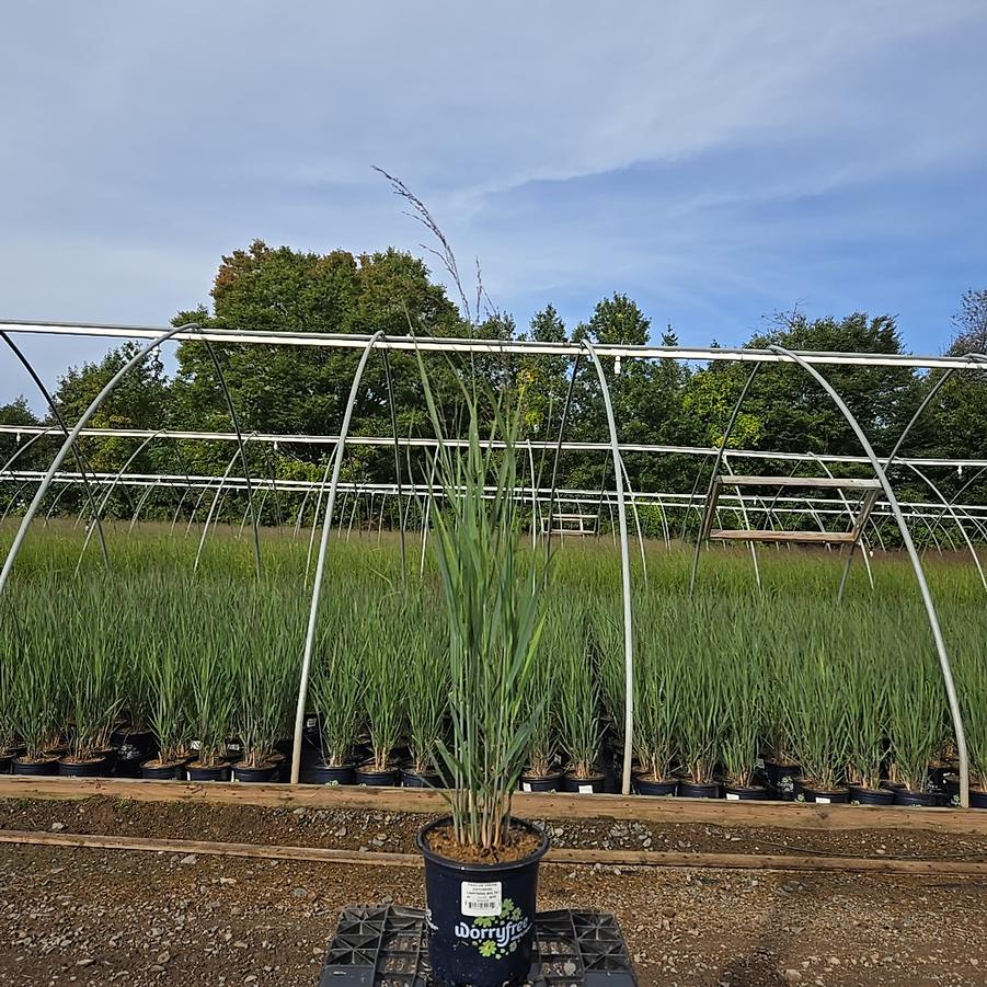 Panicum virgatum Dream Catcher® Lightning Bolt®