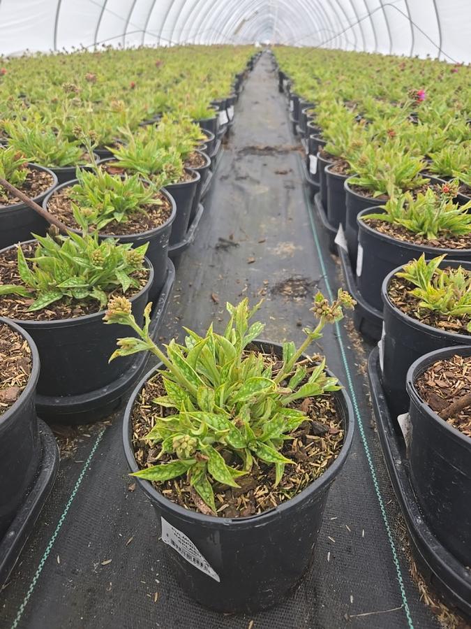 Pulmonaria x 'Raspberry Splash'