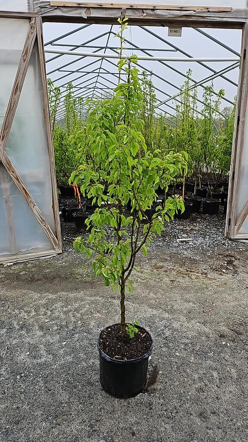 Pyrus X Moonglow
