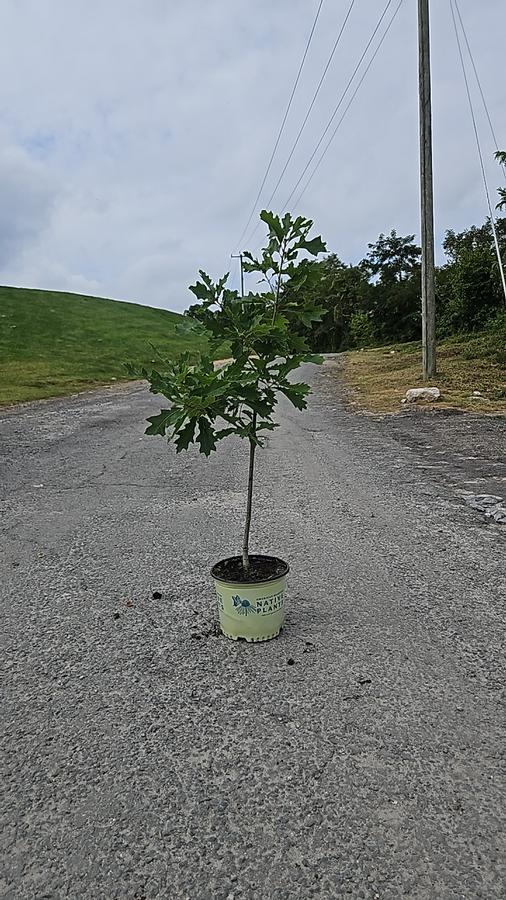 Quercus rubra 