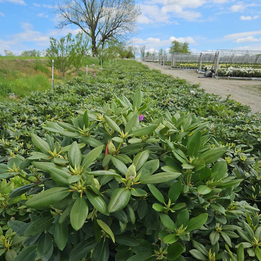 Rhododendron cat. Boursault