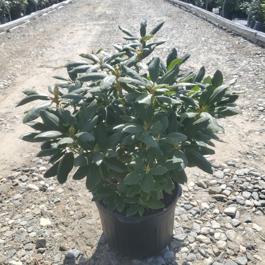 Rhododendron cat. 'English Roseum'