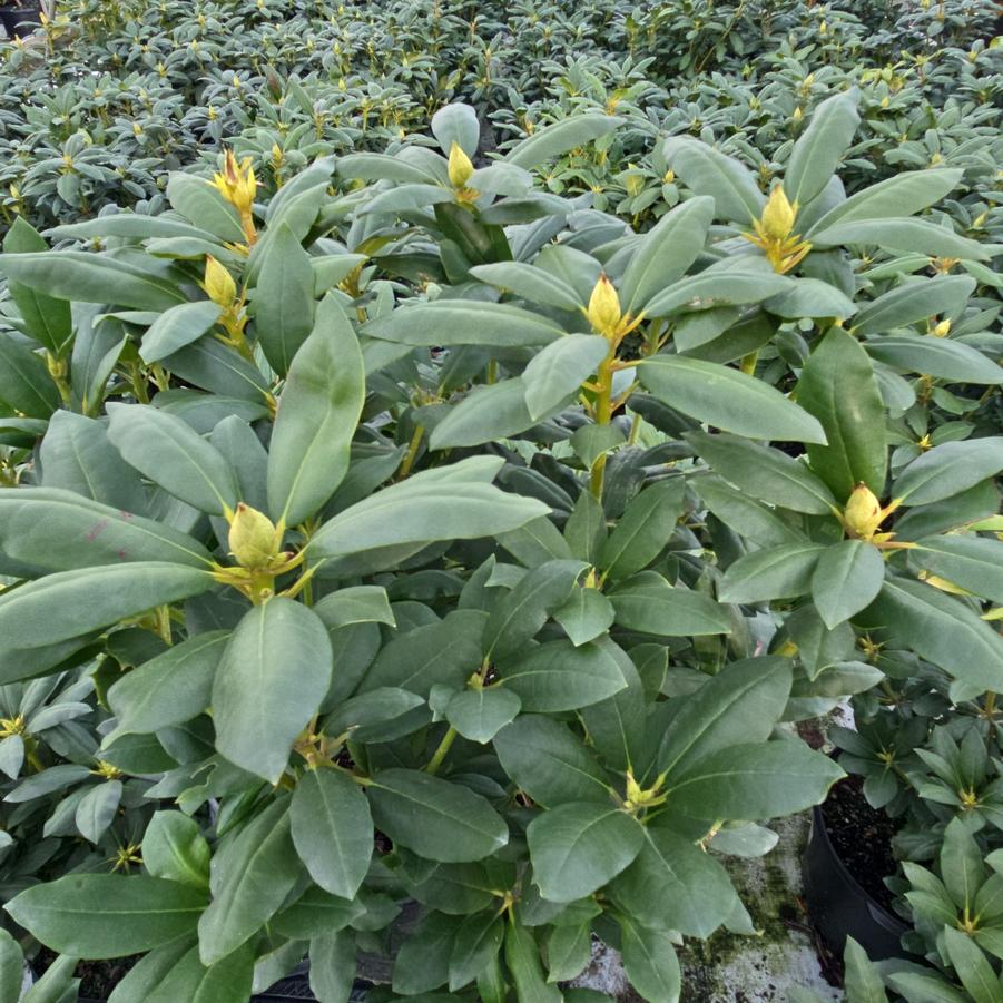 Rhododendron cat. Roseum Elegans