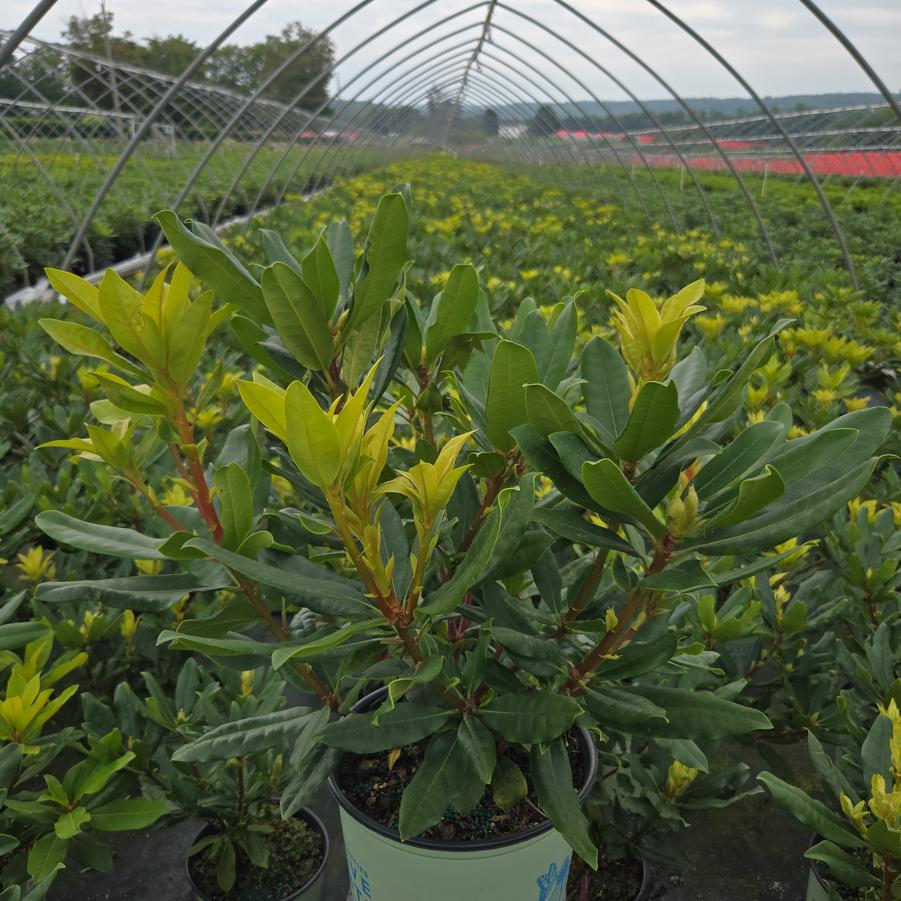 Rhododendron maximum Independence