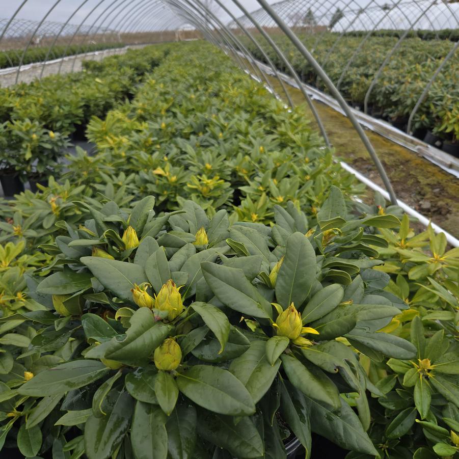 Rhododendron Capistrano