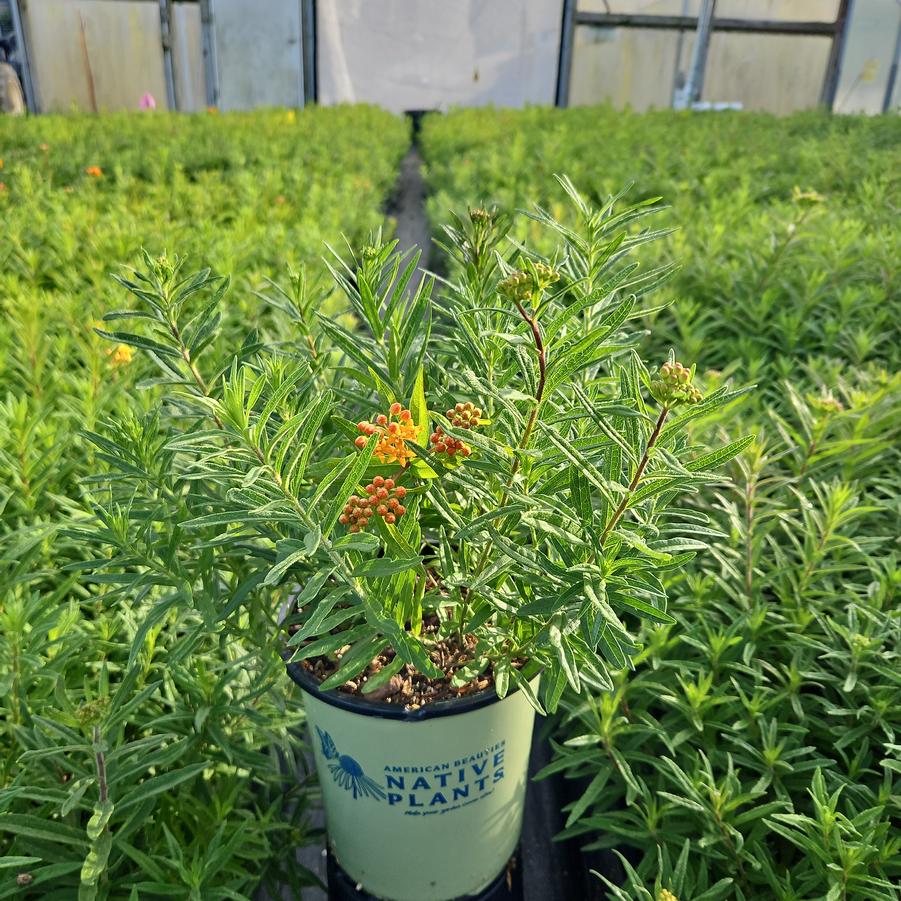Asclepias tuberosa 