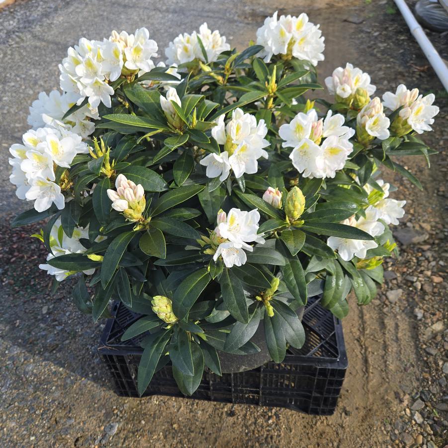 Rhododendron cat. Chionoides