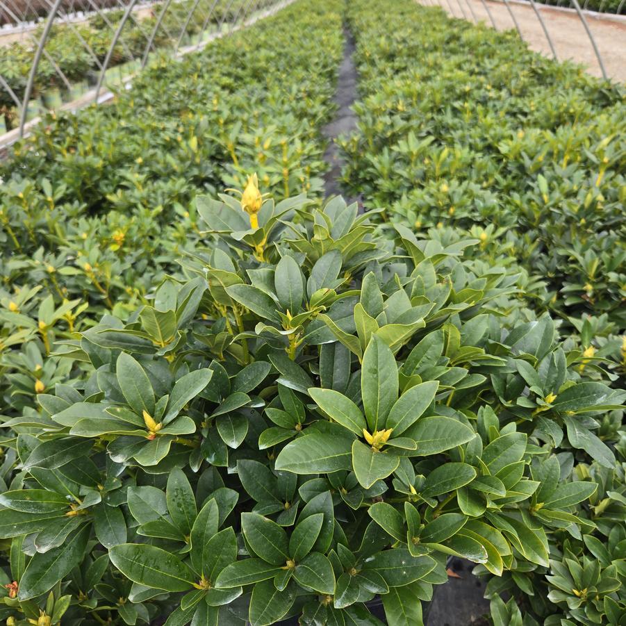 Rhododendron cat. Cunninghams White