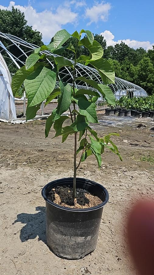 Asimina triloba 