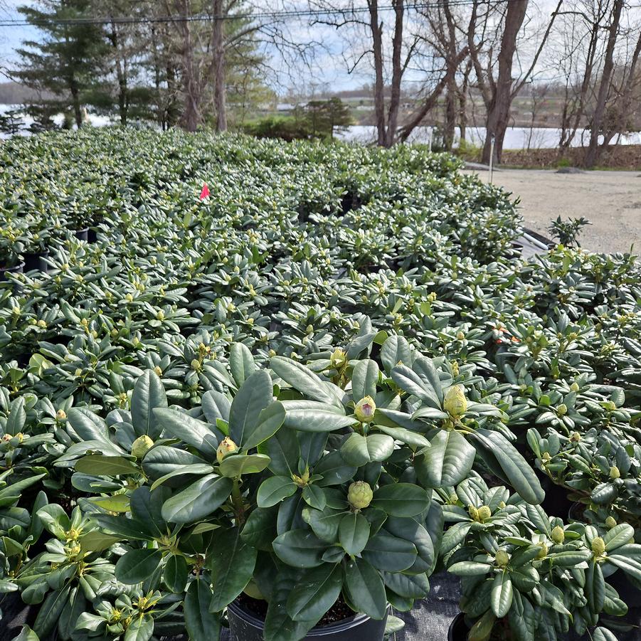 Rhododendron 'Scintillation'