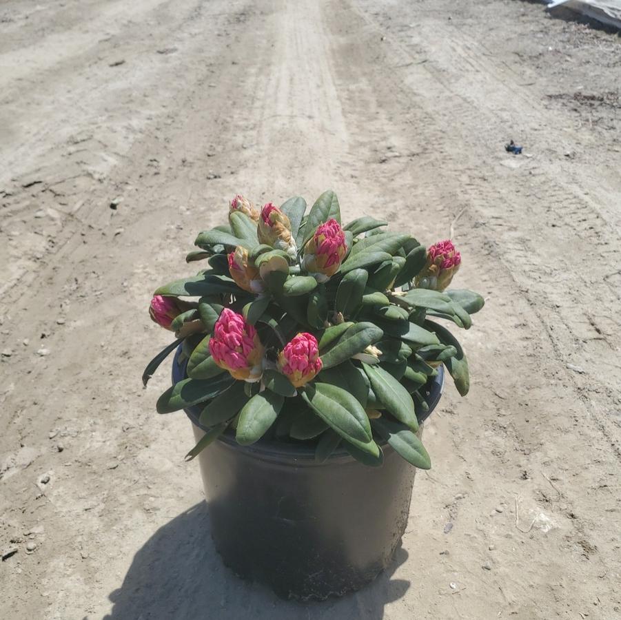 Rhododendron yak. Ken Janek