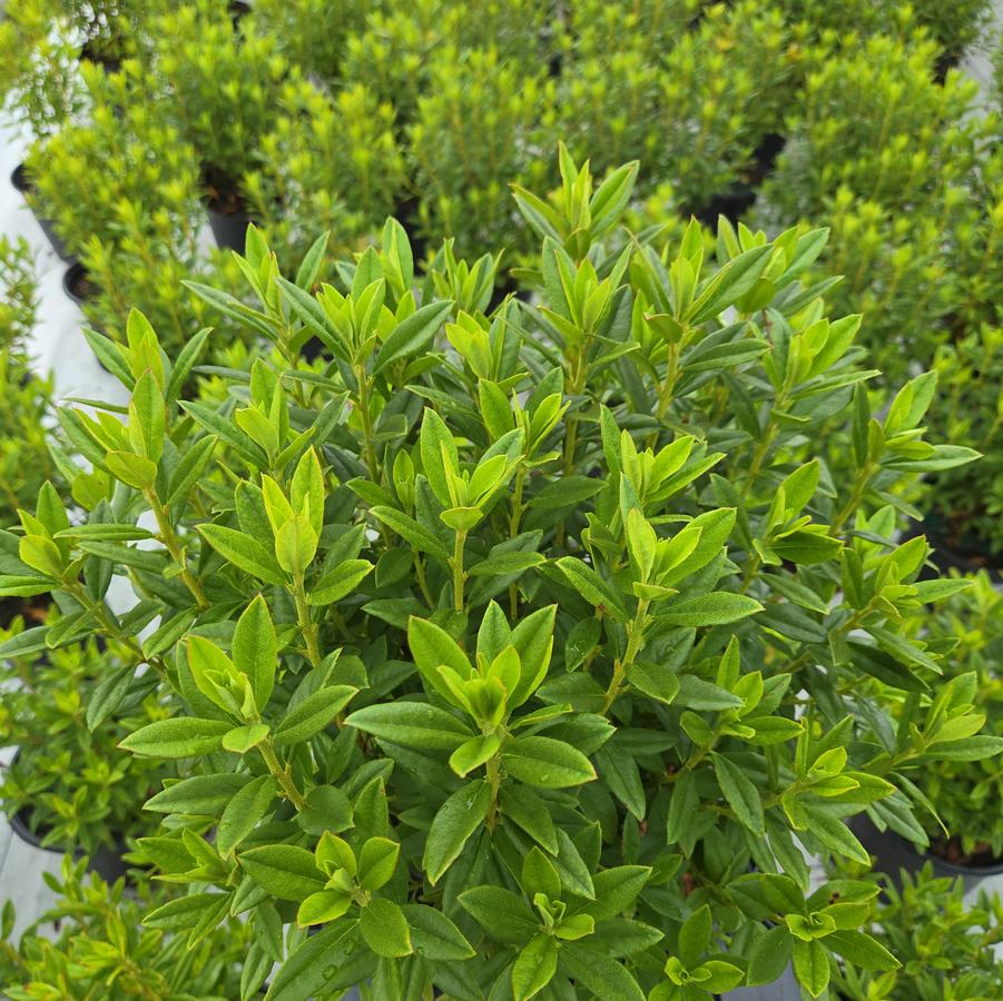 Rhododendron X Blue Baron