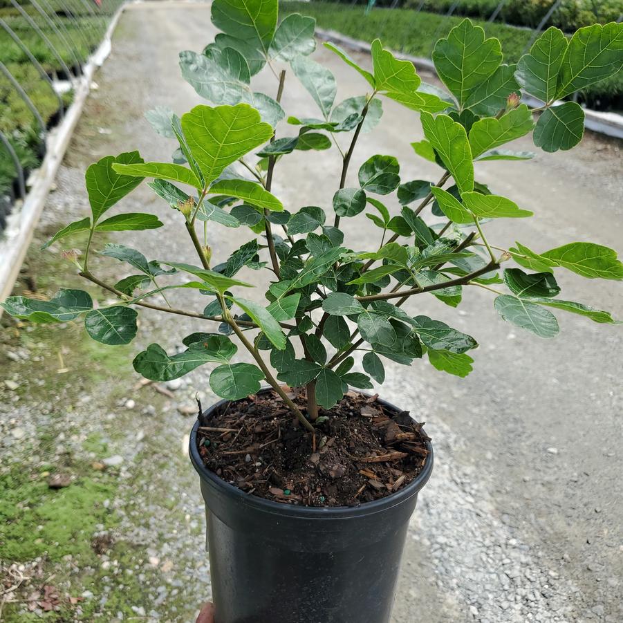 Rhus aromatica Gro-Low